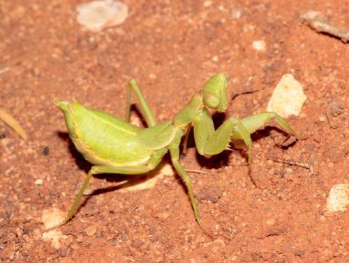 Ameles spallanzania